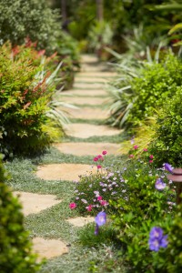 Stone Pathway of Grasses and Flowers