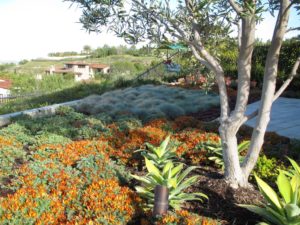 Landscape design with orange accents