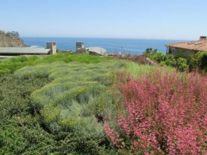Field of Bushes with Ocean View