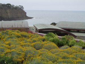Yellow Flowers with Ocean view