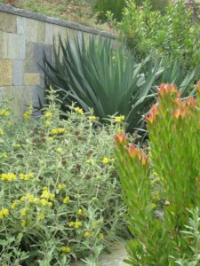 Succulents and Bushes Next to Stone Wall
