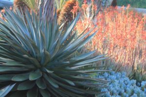 Large succulent and bright colored plants