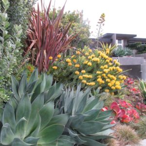 variety of bright plants