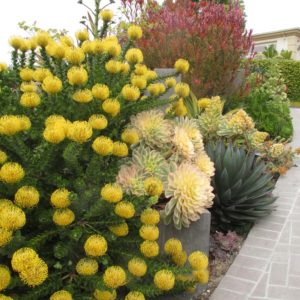 Yellow Floral Detail and Bright Succulent