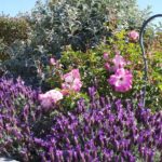 Pink and Purple Cottage Landscape