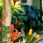 Tropical Landscape Colors