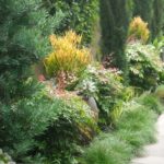 Succulent and Bush Landscape Design