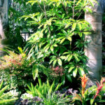 Tropical Landscape Design Trees
