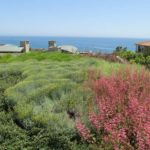 Ocean View Landscape Plants