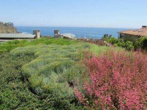 Variety of Plants with Ocean View