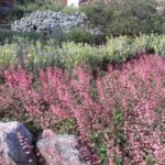 Pink and Yellow Landscape Design
