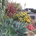 Succulents and Yellow Plant