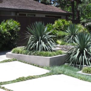 Large Plant Landscape Design