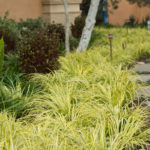 Stone Pathway and Grasses