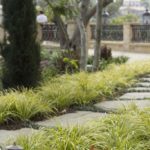 Stepping Stones and Plants