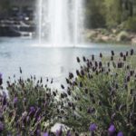 Lavender and Large Fountain