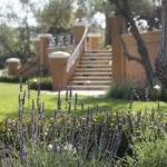 Italian Villa Stair Case and Lavender