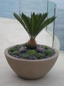 Succulent Pot with Ocean View