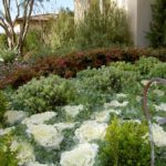 Landscape Mediterranean Bushes