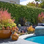 Succulent Pot and Custom Pool