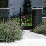 Lavender and Front Gate