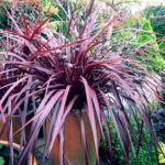 Cordyline Festival Grass