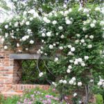 English Rose Bush on Brick